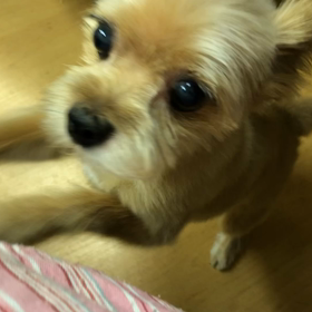 他ワンコにも慣れてきたねぇ。の画像