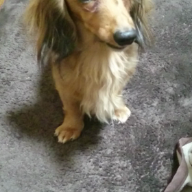 チーズの為なら…の画像