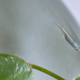 韓国料理屋で事件の画像