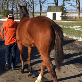 12月3日 社台ファームにてセレブレイションキャット15を見学の画像