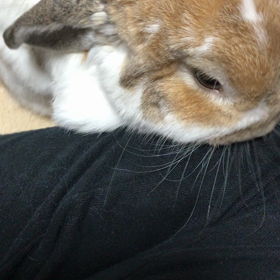 おちゅかれさまでしゅの画像