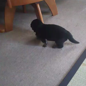 ジャーマンシェパード子犬17日の画像