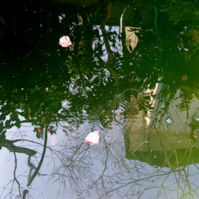 庭に次々と新芽が出てきました。の画像