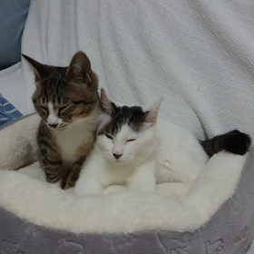 眠くなっちゃったルイハナ。の画像