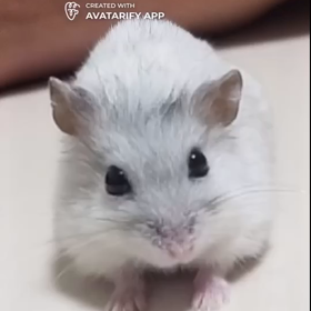 ハムスターの画像