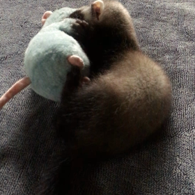 続・お友達の画像