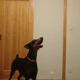 我が家の大惨事？！の画像