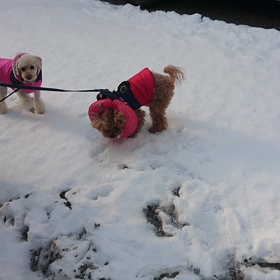 雪、好きなの？？の画像