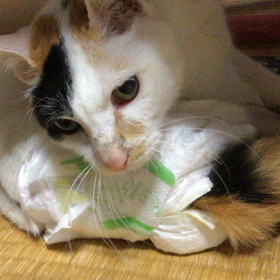 質の良い睡眠のために、やっていることある？の画像