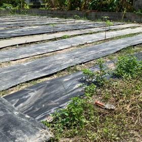 平良農園　パパイヤ初めました！の画像