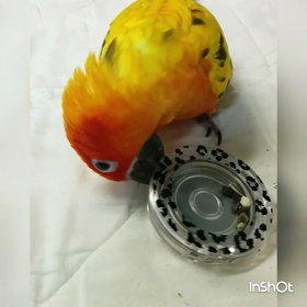 荒ぶるコガネメキシコインコ その②の画像
