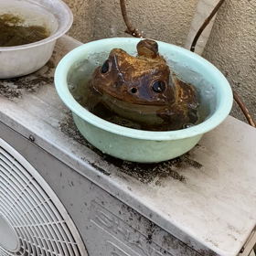 カエルの画像