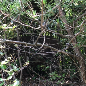 イノシシに遭遇！の画像