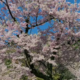 春（桜、花、緑）を見る❣️の画像