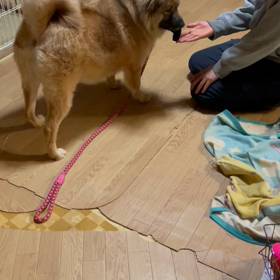 マロさんのイタズラの画像