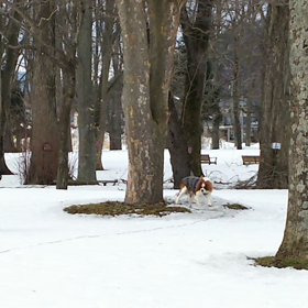 犬は喜び庭駆け回る・・・の画像