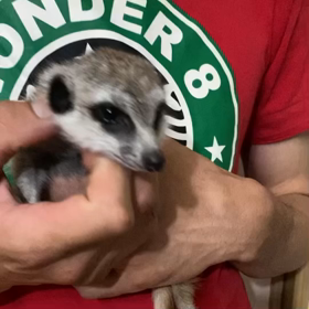 ミーアキャットベビーの画像