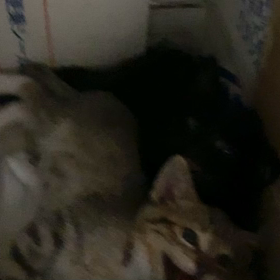 初日、威嚇が止まりませんの画像