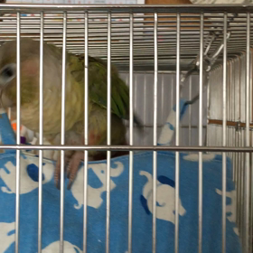 聞こえるかな？の画像