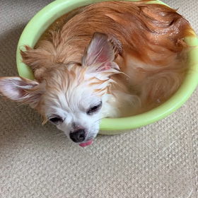 犬のいる生活の画像