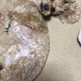 フロントライン今月もの画像