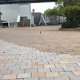 お正月のお散歩の画像