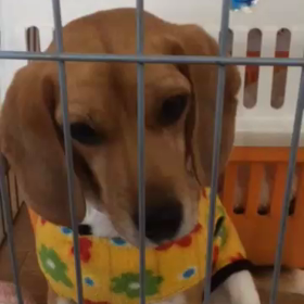 またお姉ちゃんは…の画像