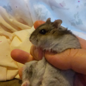Noと言えるハムスターの画像