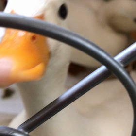 コールダックのもちほっぺが可愛い♪の画像