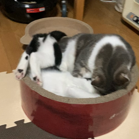 ドンドンパンパンの画像