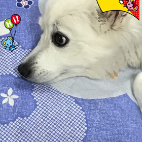 ちょっとはやいですがの画像