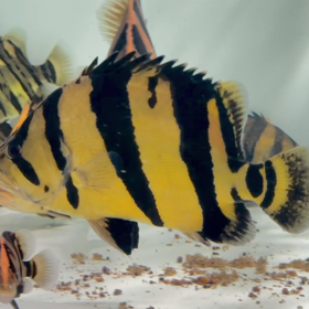 極上 ミドルサイズ シャムタイガー！ 130万円の画像