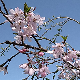 今日も聴こえるの画  像