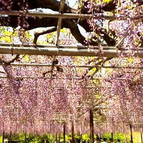 森野　熊三（＾＿－）≡★の画像