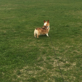 走るいぬの画像