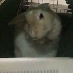 今日の小梅ちゃんの画像