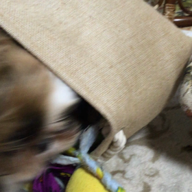 日課だそうです(*_*)の画像