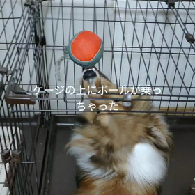 ボク、取れるよの画像