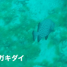 式根島海中ビデオの画像