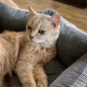 私の生物学的分類は何かしら？の画像