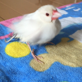 うずちゃん震えるの画像