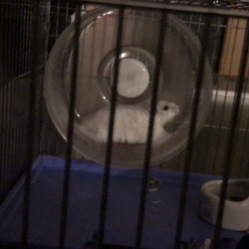 夜中に運動会の画像