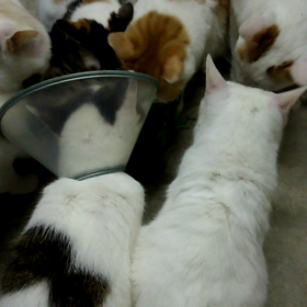 もしも私の大切な子が…の画像