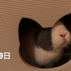 テスト中の画像