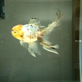 東錦のトリートメントも順調です。の画像