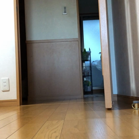 近くのペットサロンが…脱走したわんちゃん。デール動画。の画像