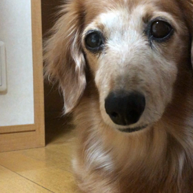 運動会の季節、涙といい顔のチップ君 デールちゃんへの想いの画像