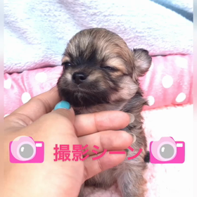 写真撮影〜の画像