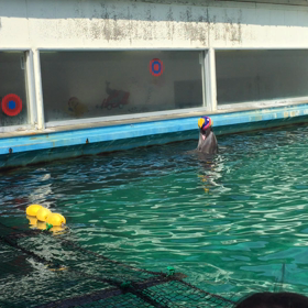 イルカのボール遊びの画像