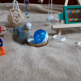 一緒に相撲の取り組みをするインコの画像